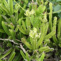 Euphorbia trigona Mill.
